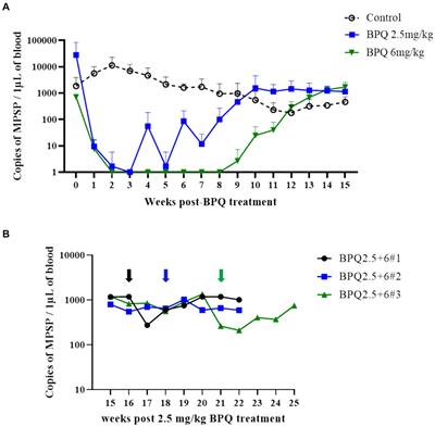 Transient efficacy of buparvaquone against the US isolate of Theileria orientalis Ikeda genotype in sub-clinically infected cattle